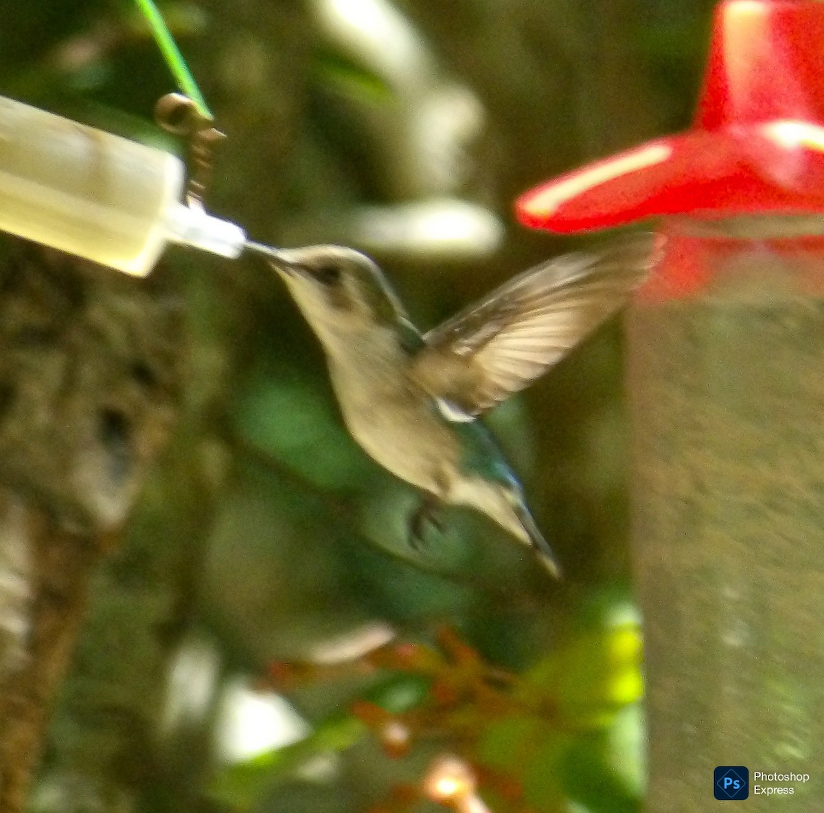 Bee Hummingbird - ML640170782