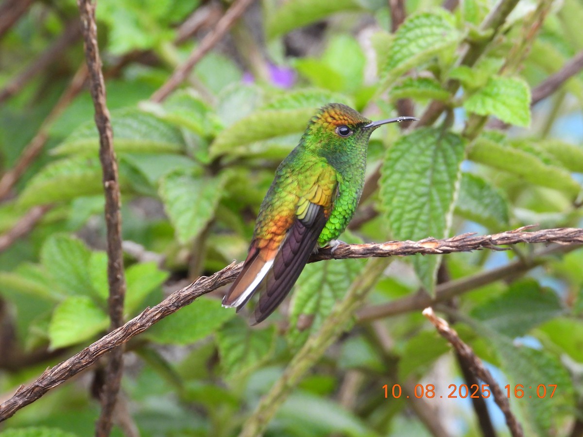 kobberkronekolibri - ML640170788
