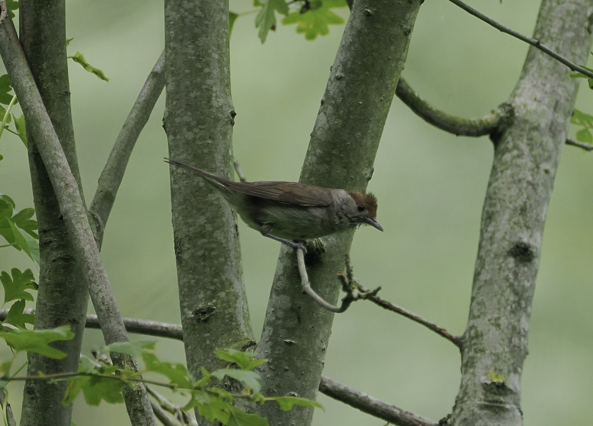 Eurasian Blackcap - ML640170818