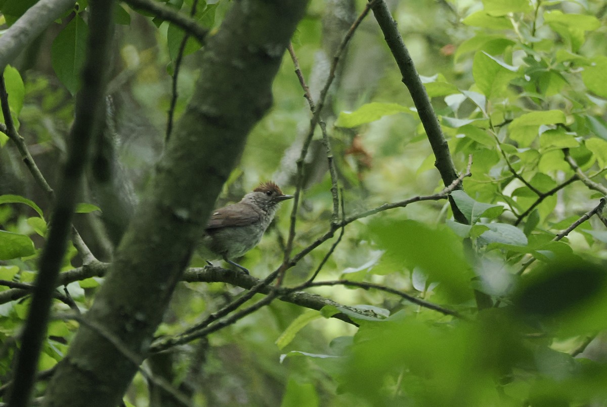 Eurasian Blackcap - ML640170820