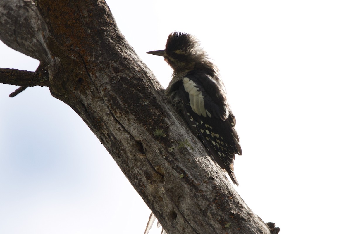 Red-naped Sapsucker - ML640170825