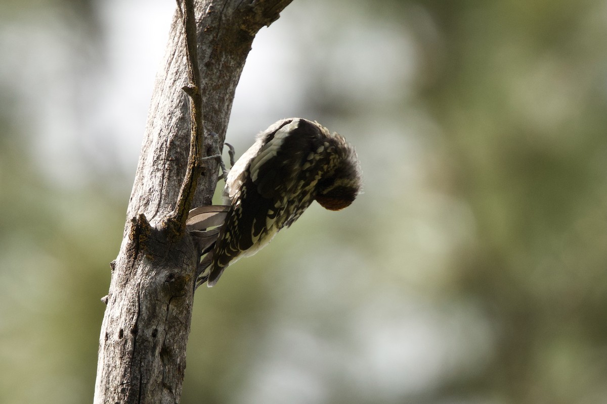 Red-naped Sapsucker - ML640170827