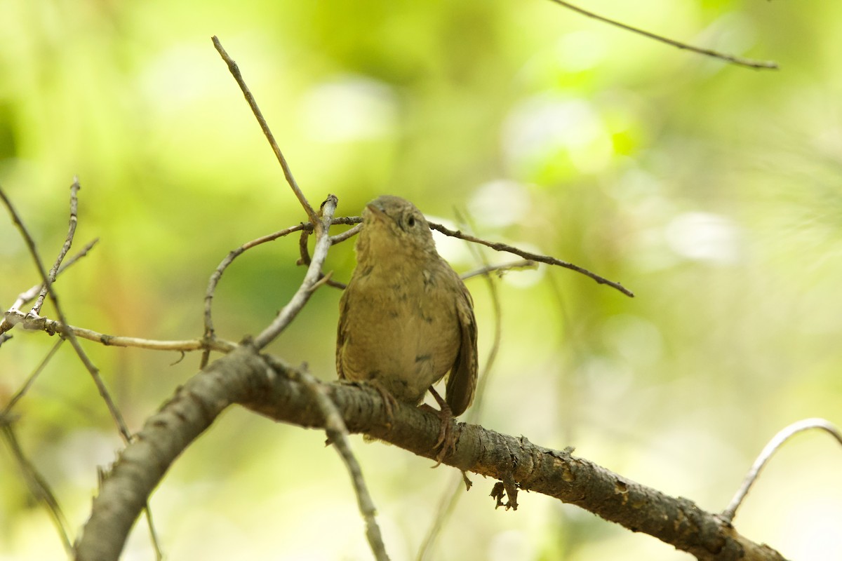 Northern House Wren (Northern) - ML640170834