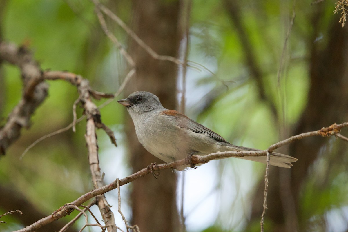 Dark-eyed Junco (Red-backed) - ML640170848
