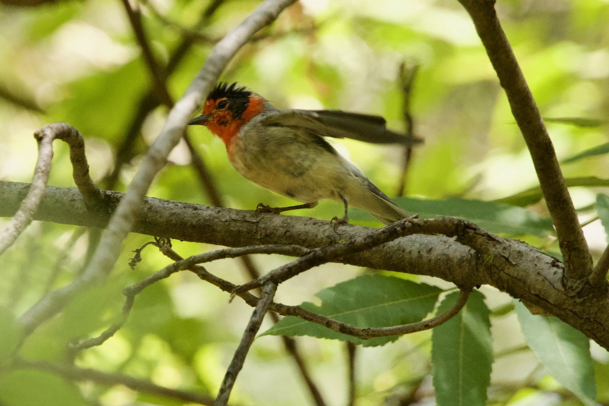 Red-faced Warbler - ML640170857