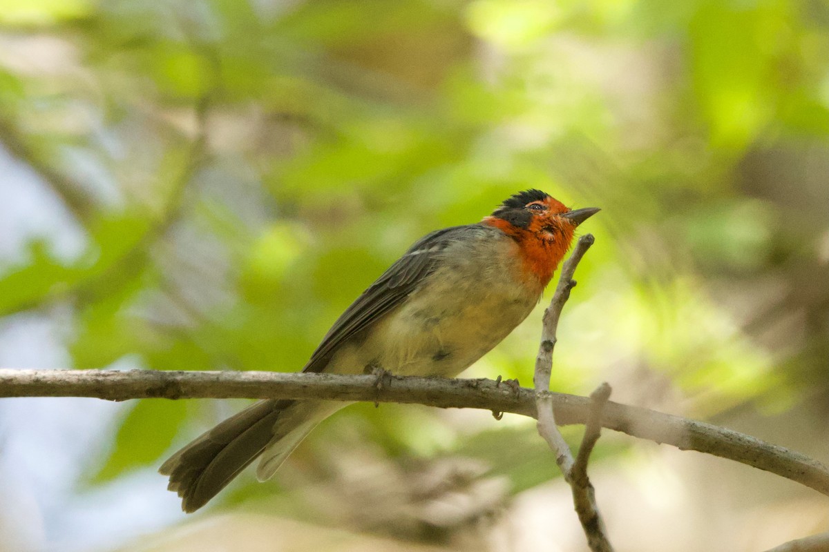 Red-faced Warbler - ML640170860