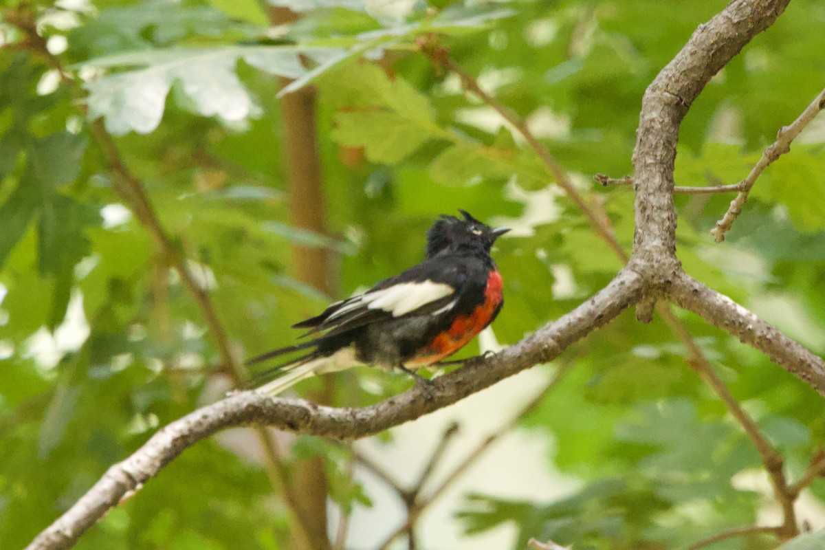 Painted Redstart - ML640170863