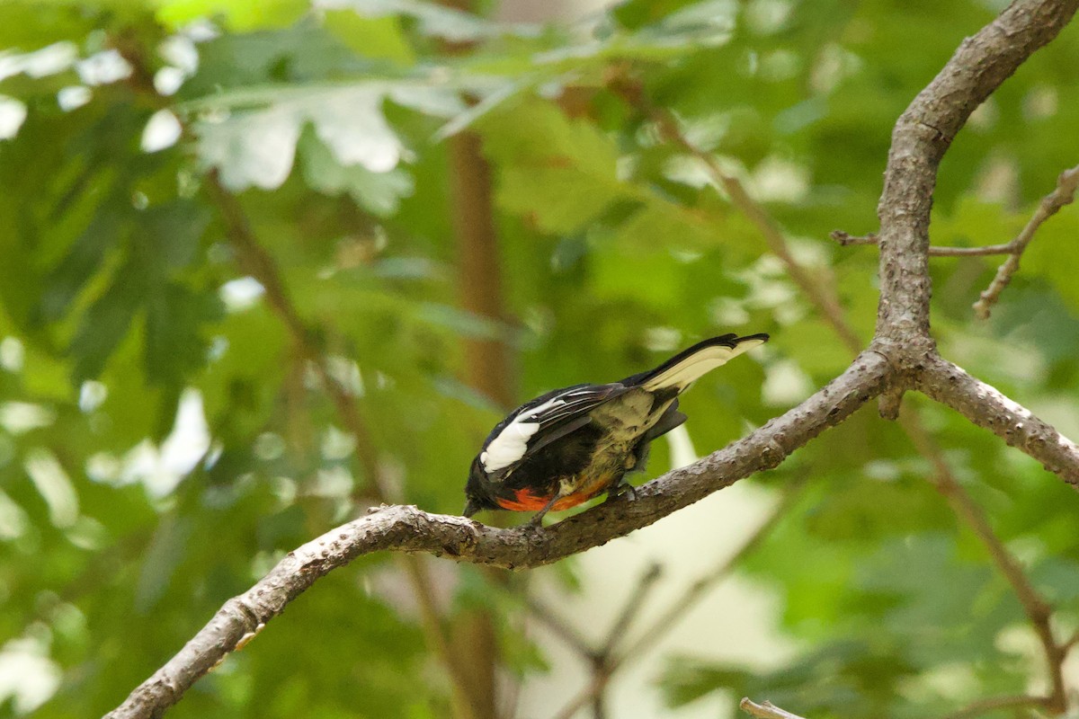 Painted Redstart - ML640170876