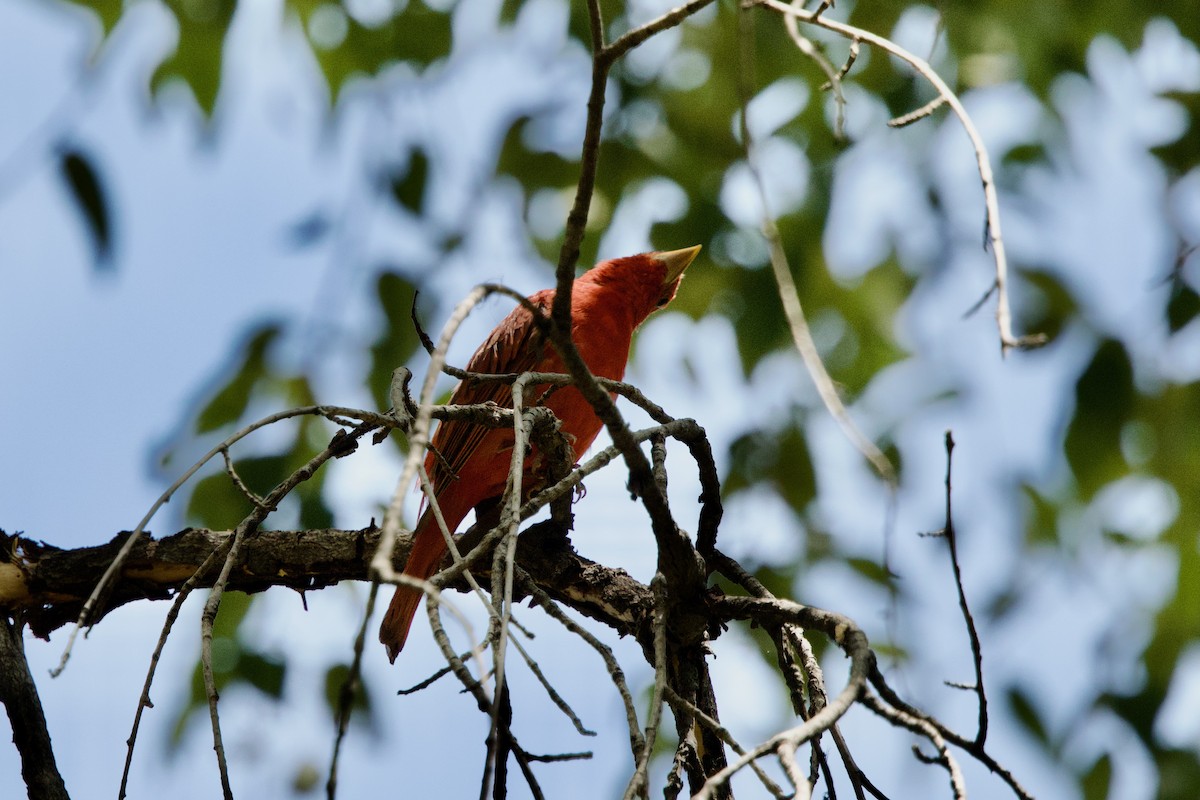 Summer Tanager - ML640170887