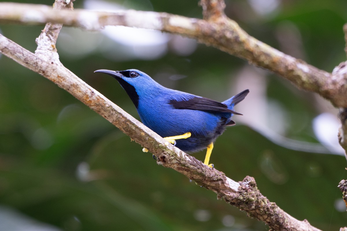 Azurnaschvogel - ML640170888