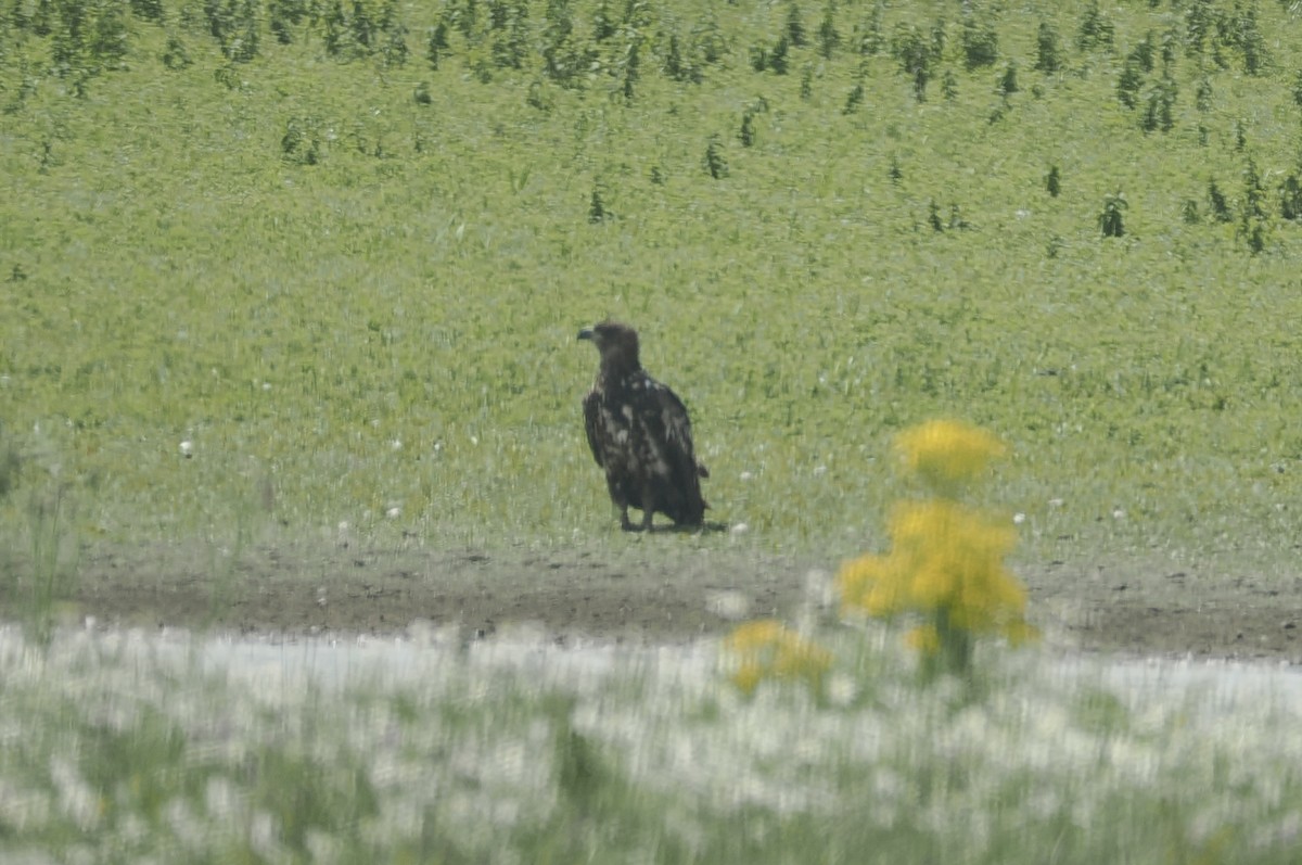 White-tailed Eagle - ML640171026