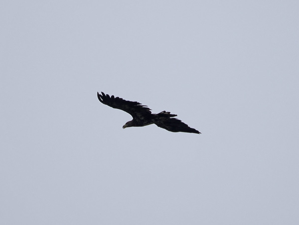 White-tailed Eagle - ML640171027
