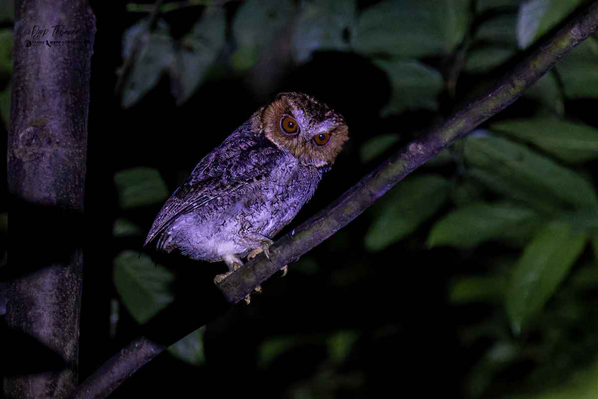 Negros Scops-Owl - ML640171059