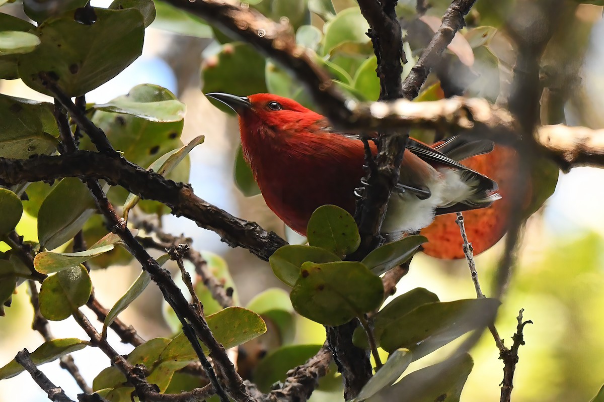 Apapane - ML640171165