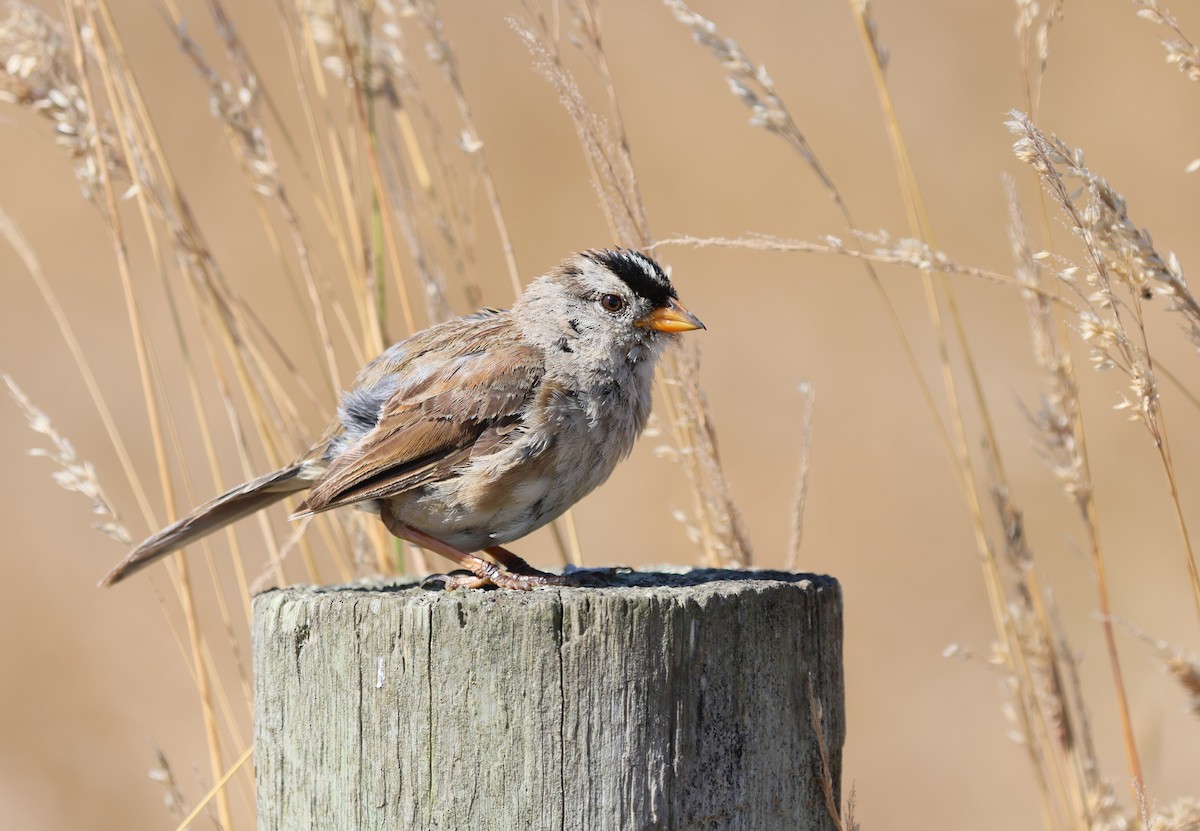 White-crowned Sparrow - ML640171175
