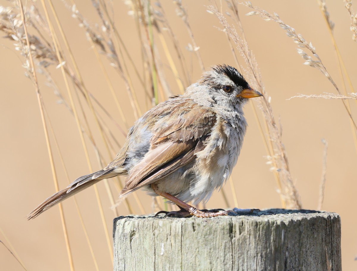 White-crowned Sparrow - ML640171176