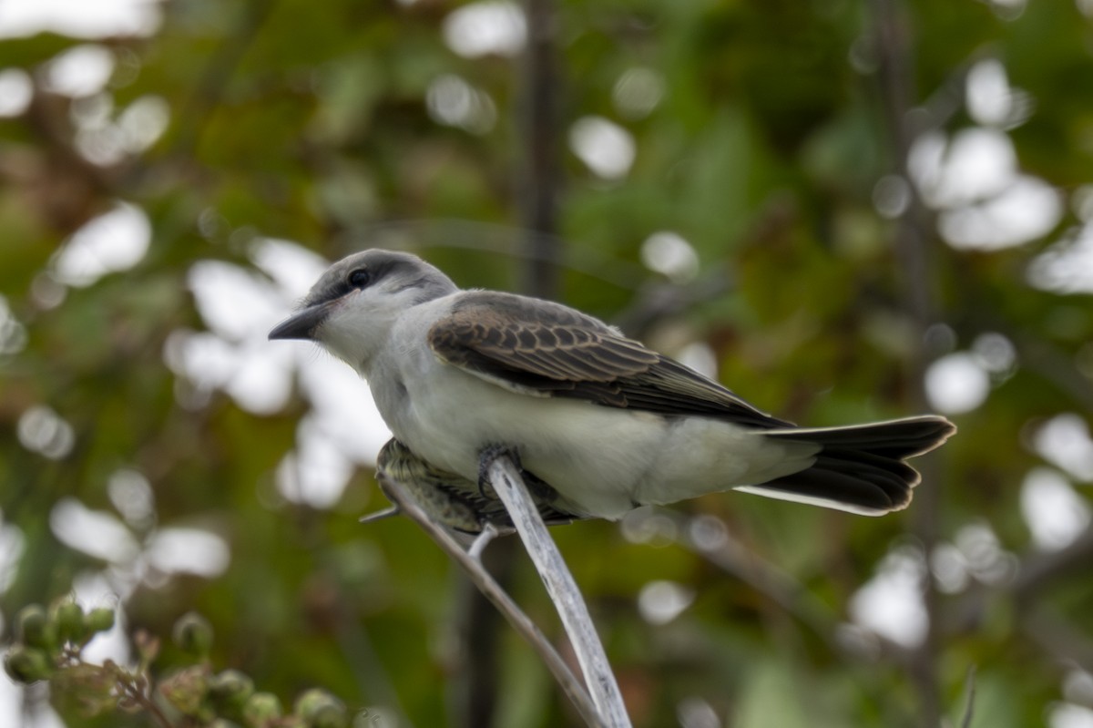 Gray Kingbird - ML640171374