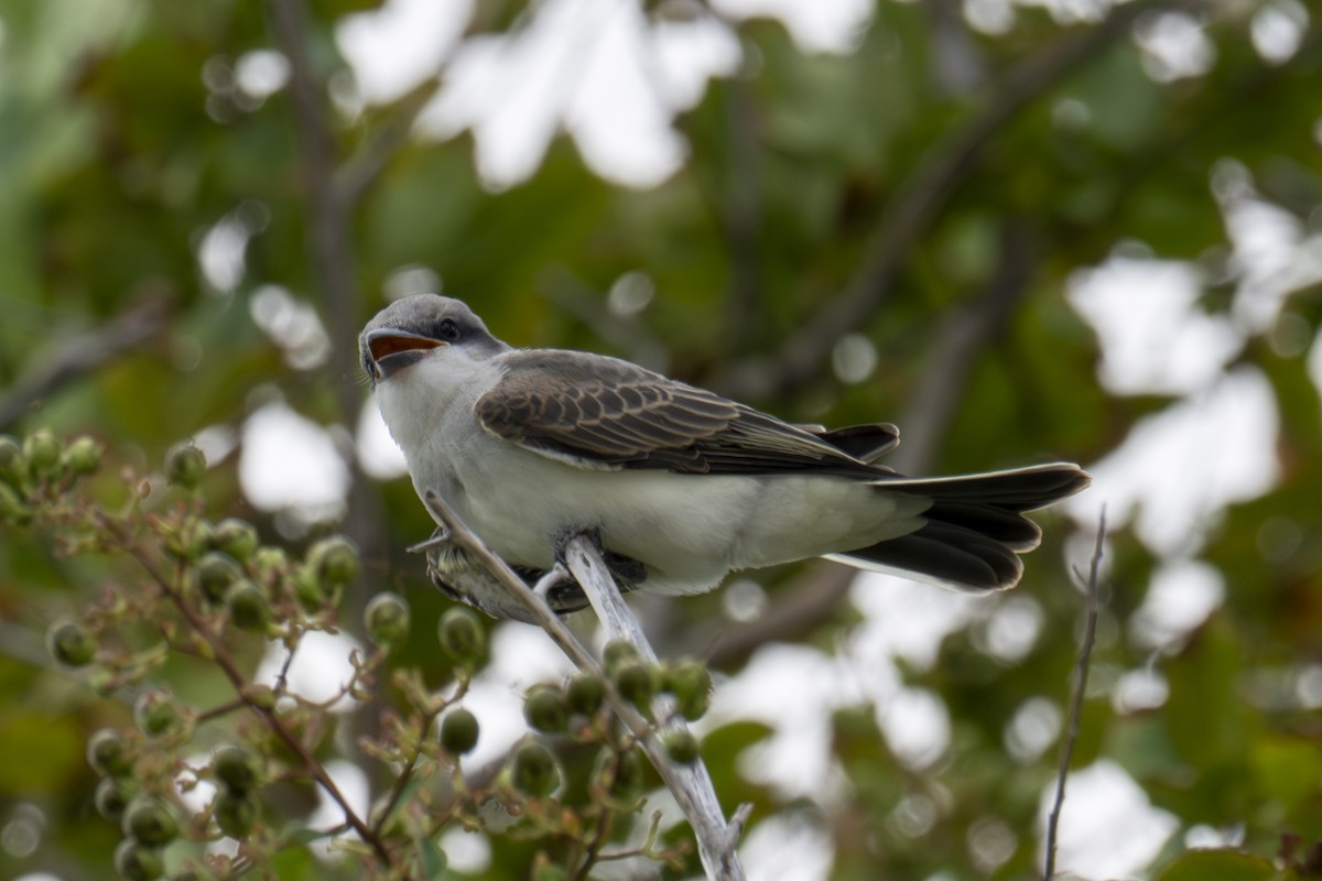 Gray Kingbird - ML640171375