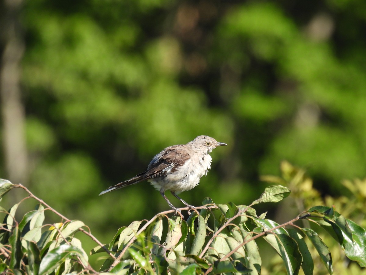 Northern Mockingbird - ML640171494