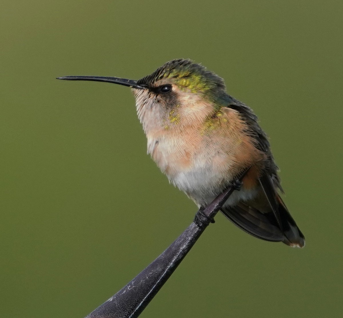 Beautiful Hummingbird - ML640171573
