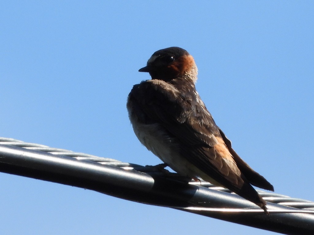 Cliff Swallow - ML640171622