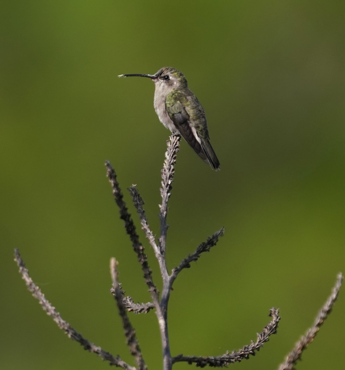 Dusky Hummingbird - ML640171629