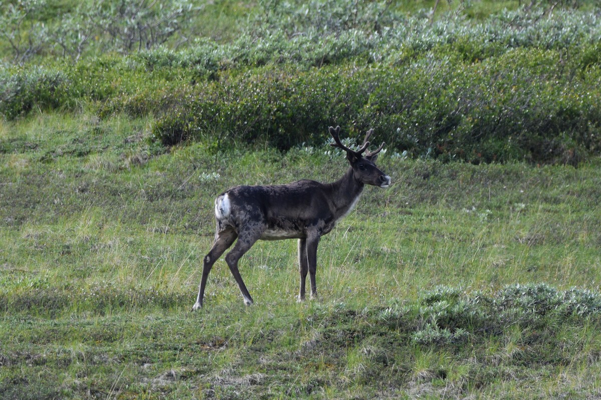 Barren-ground Caribou - ML640171639