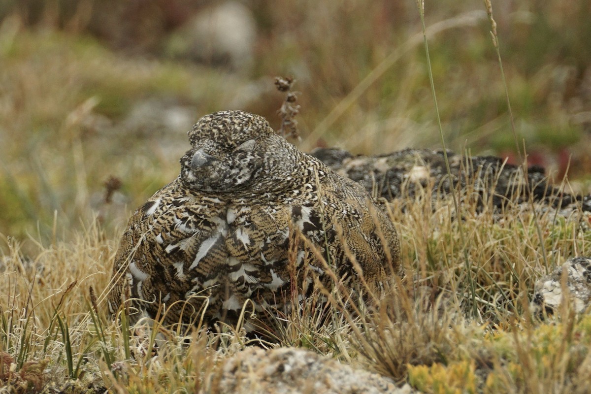 White-tailed Ptarmigan - ML640171668