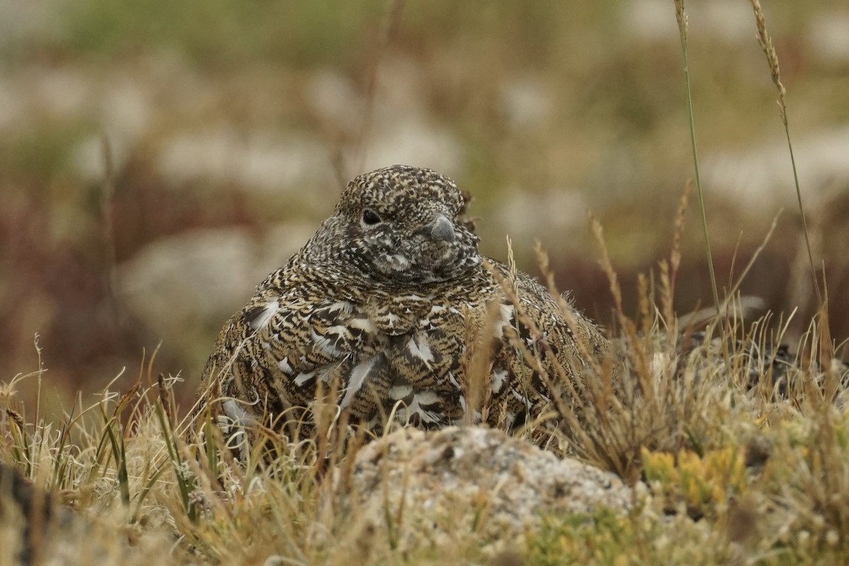 White-tailed Ptarmigan - ML640171669