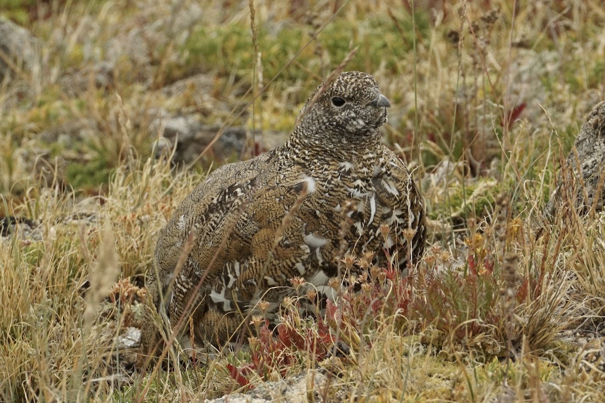 White-tailed Ptarmigan - ML640171670