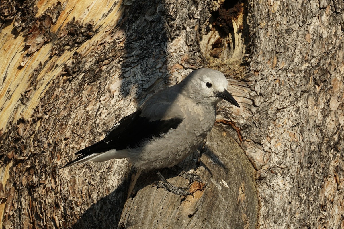 Clark's Nutcracker - ML640171700