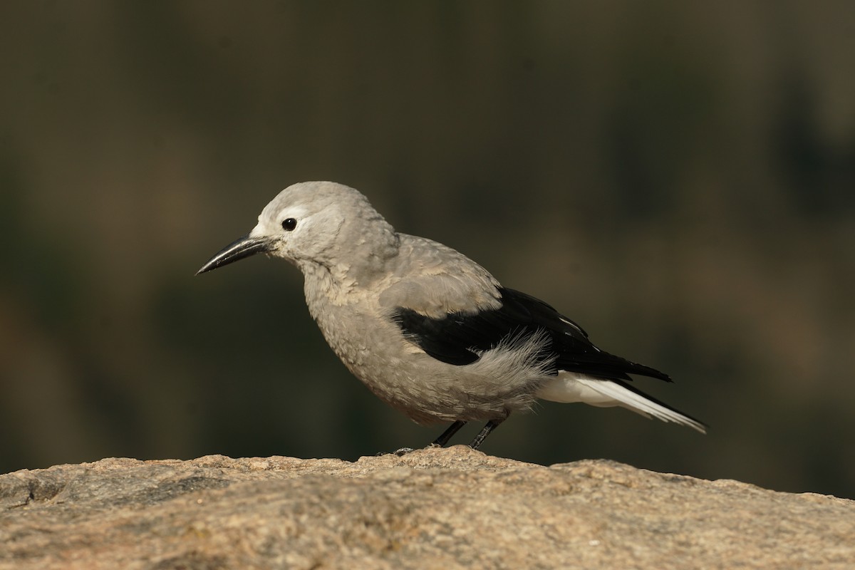 Clark's Nutcracker - ML640171701