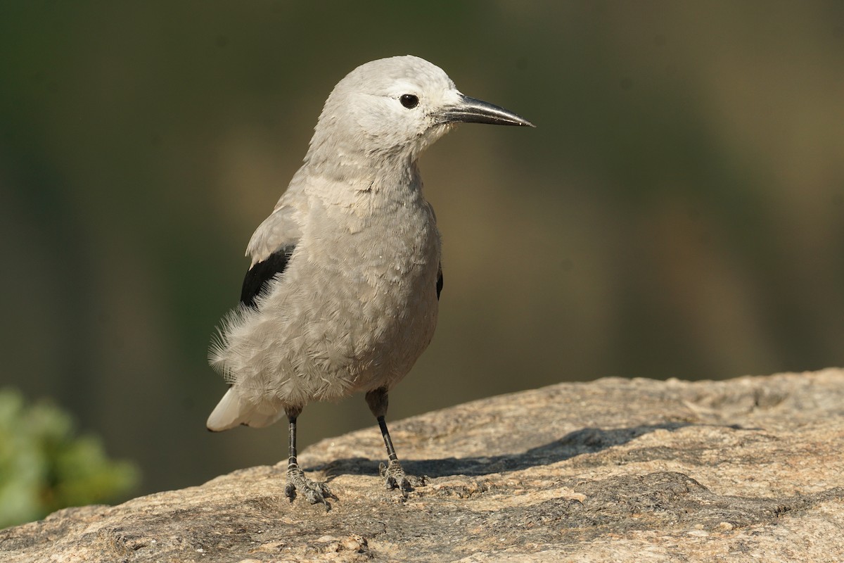 Clark's Nutcracker - ML640171702