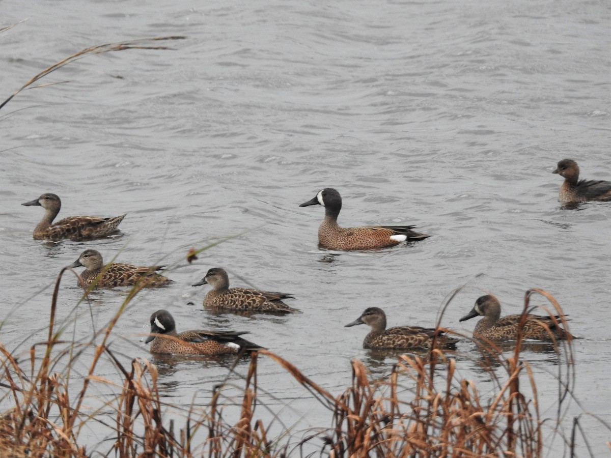 Blue-winged Teal - David W Foster