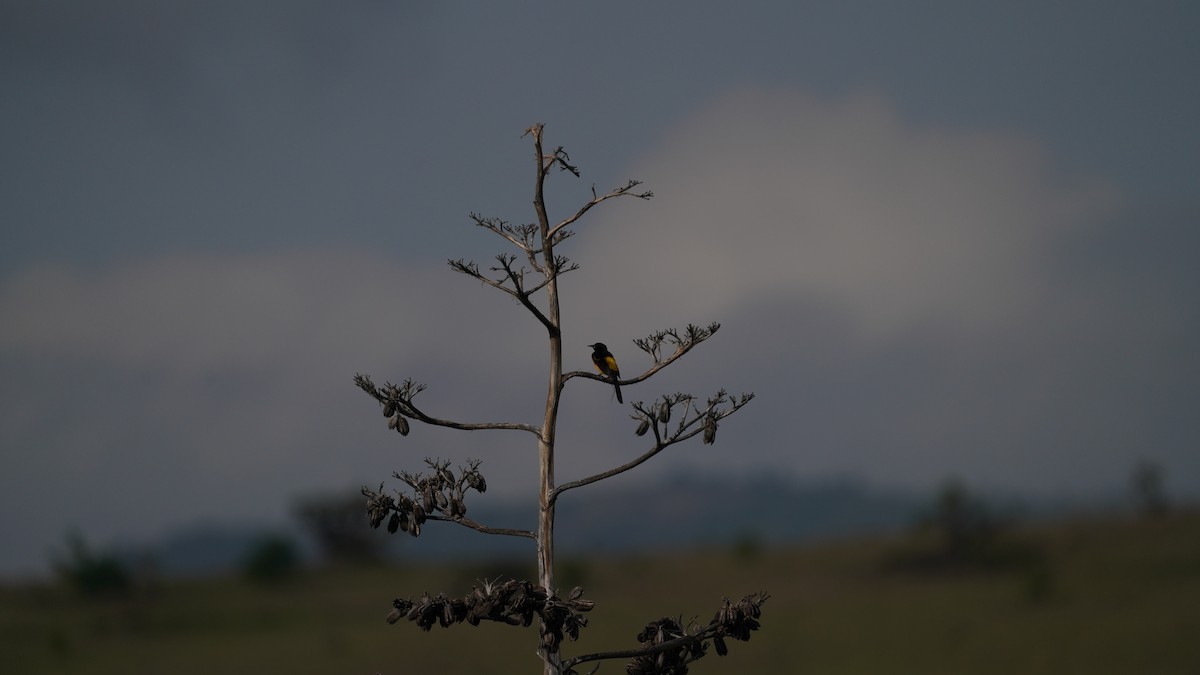 Black-vented Oriole - ML640171753