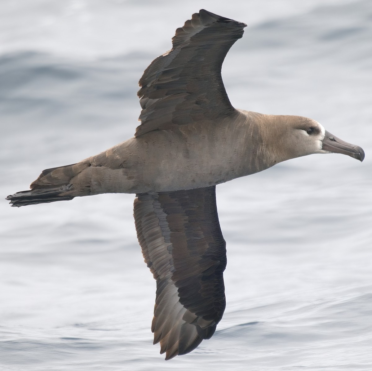 Black-footed Albatross - ML640171778