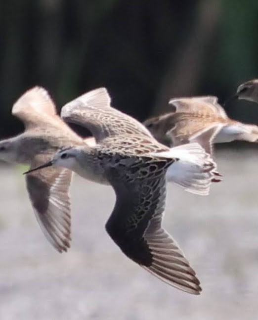 Phalarope de Wilson - ML640171780