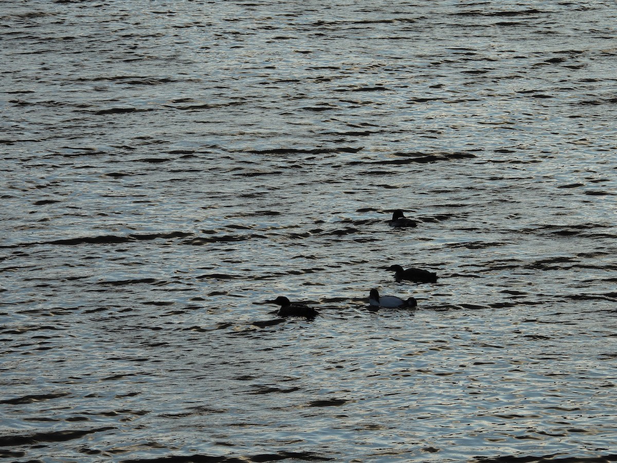 Common Loon - ML640171845