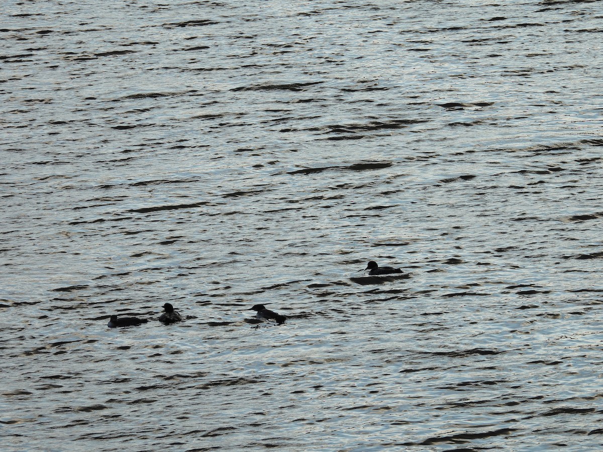 Common Loon - ML640171848