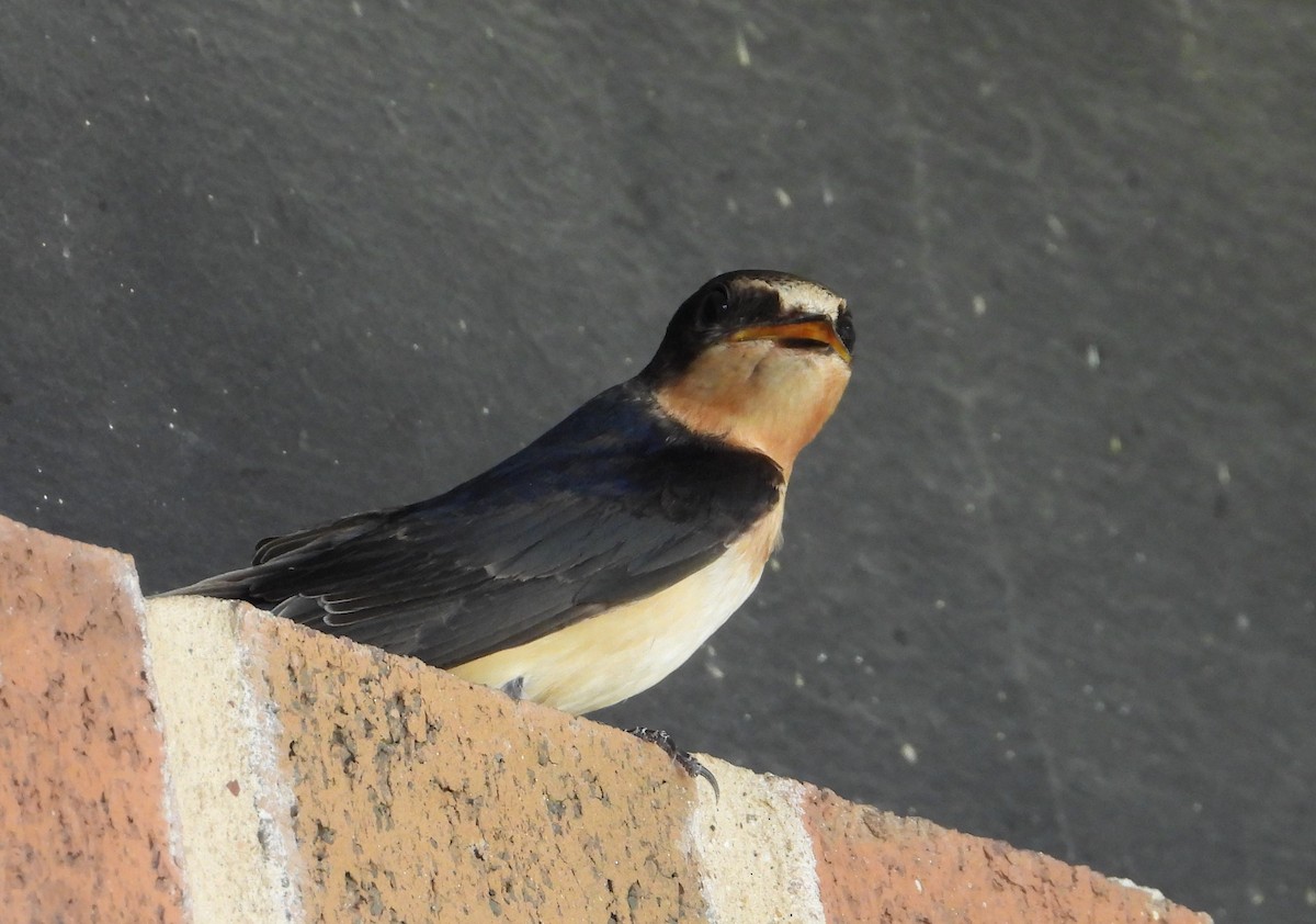 Hirondelle rustique - ML640171849