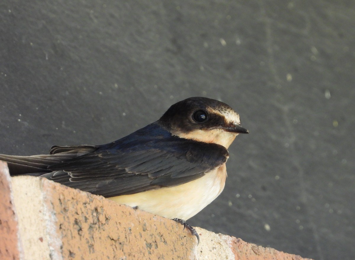 Hirondelle rustique - ML640171859