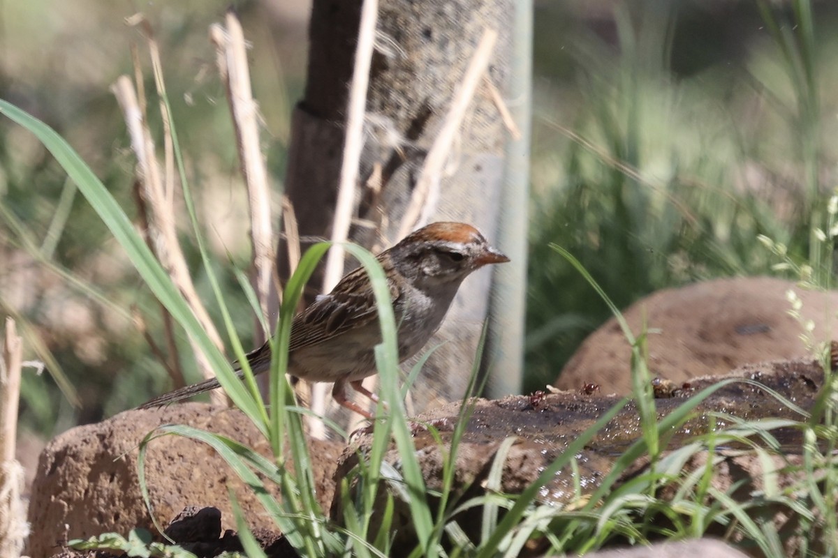 Chipping Sparrow - ML640171874