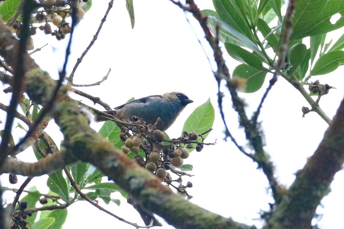 Metallic-green Tanager - ML640171877