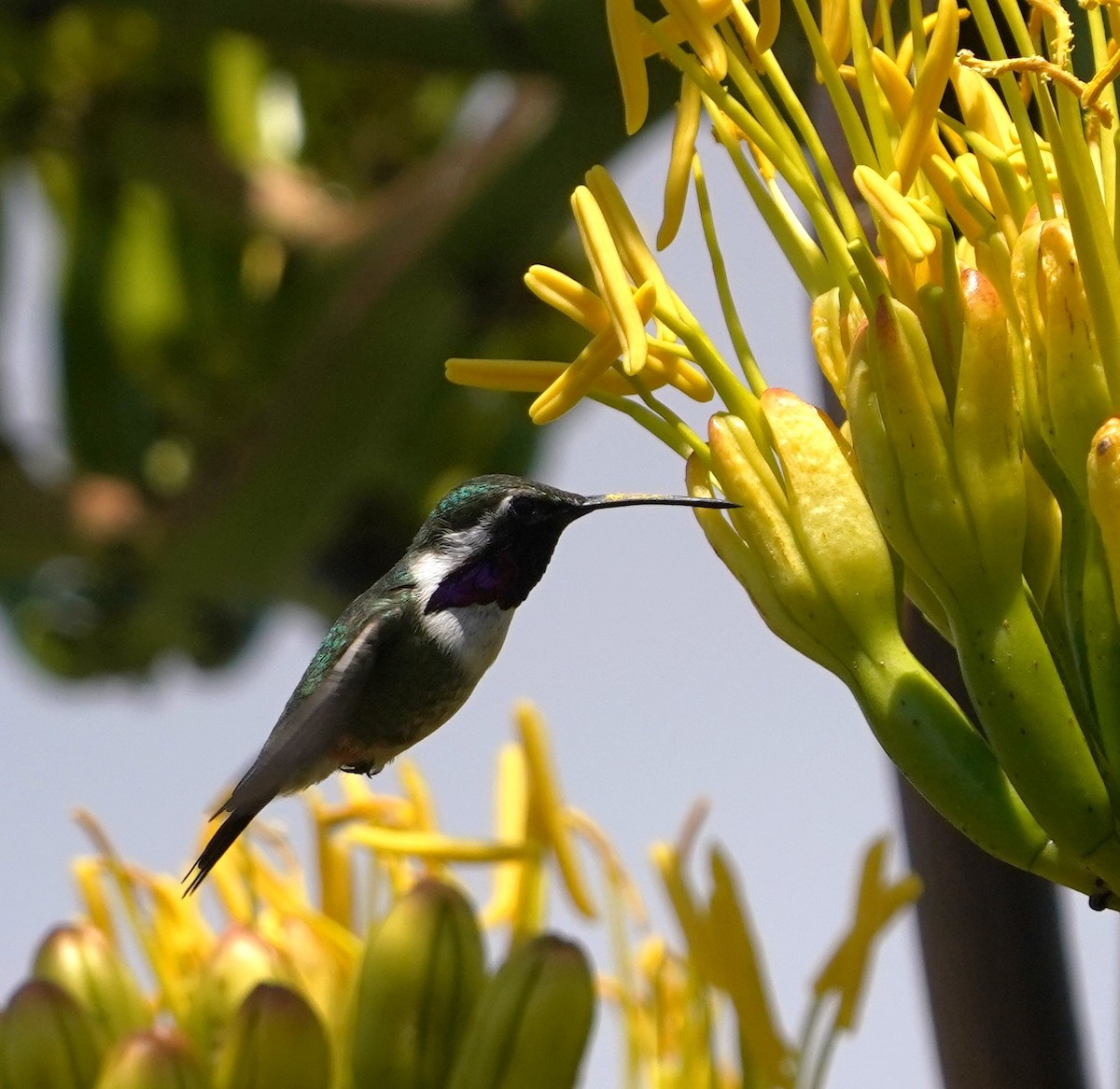 Beautiful Hummingbird - ML640171893