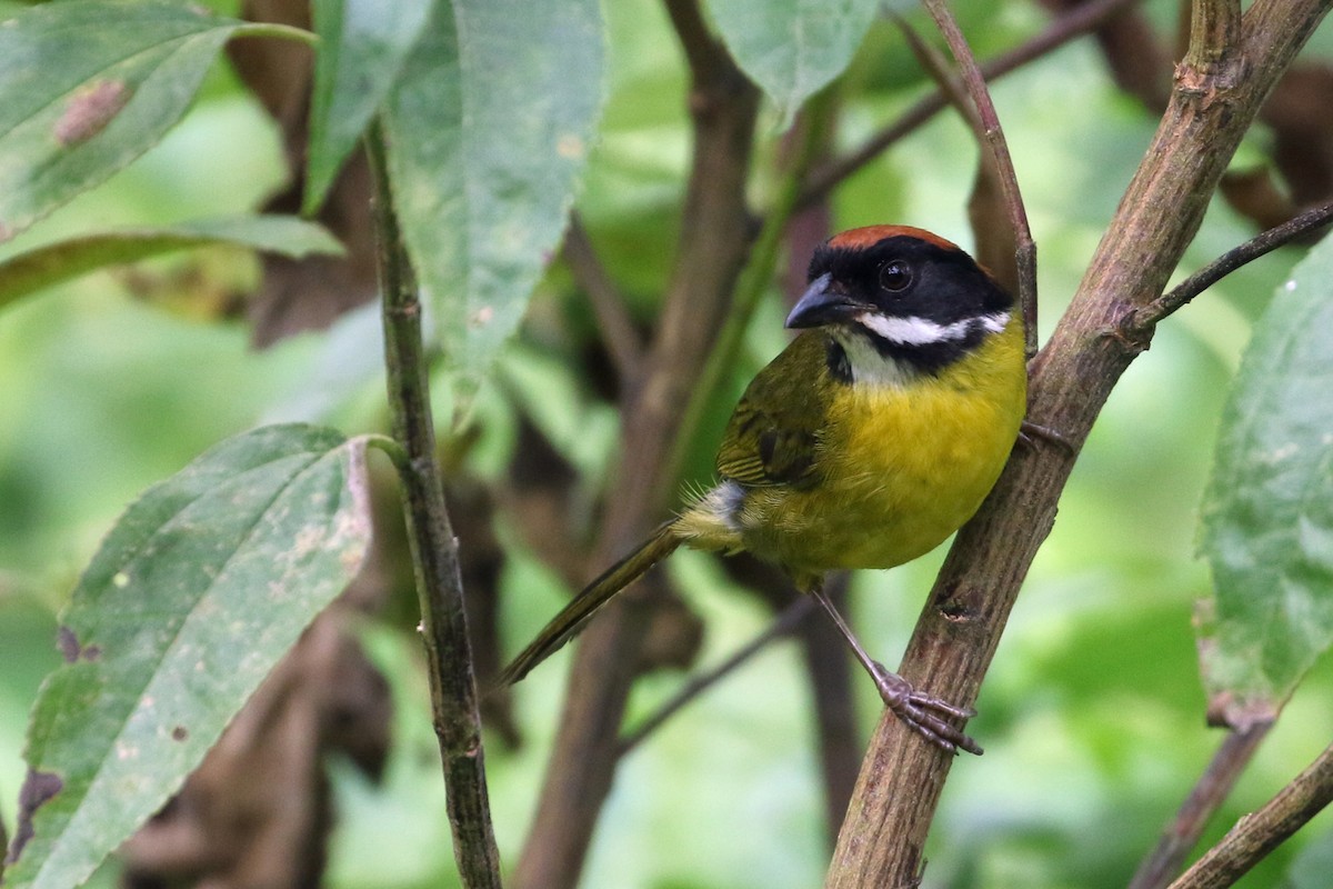 Moustached Brushfinch (Moustached) - ML640171896