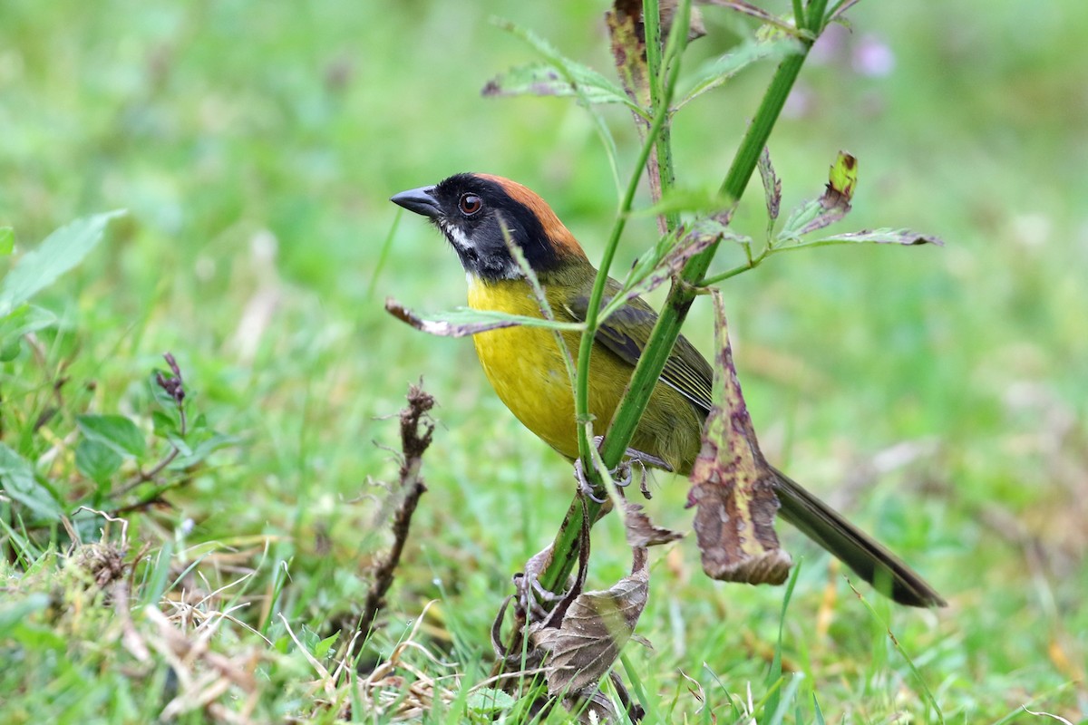 Moustached Brushfinch (Moustached) - ML640171898