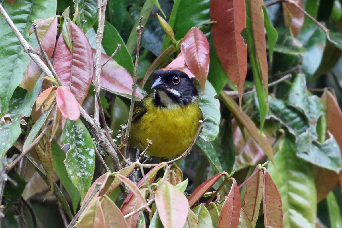 Moustached Brushfinch (Moustached) - ML640171901