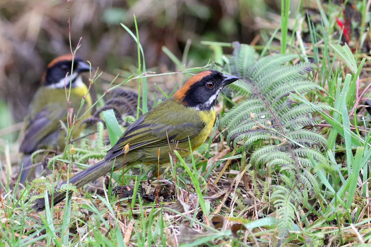 Moustached Brushfinch (Moustached) - ML640171902