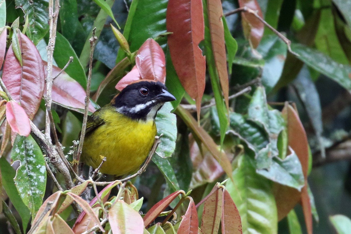 Moustached Brushfinch (Moustached) - ML640171905