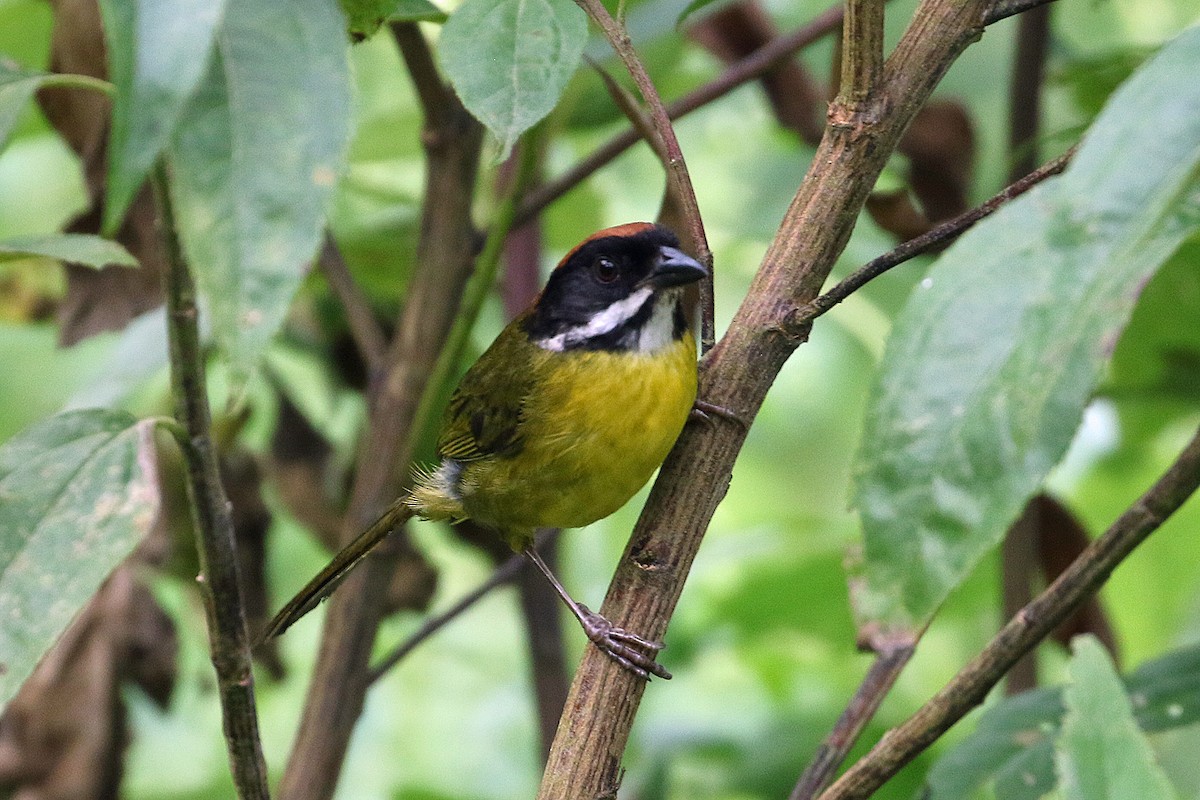 Moustached Brushfinch (Moustached) - ML640171906
